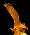 The dream that died with the eagle's flight