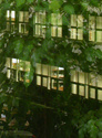 Urban jungle