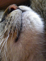 Golden slumber