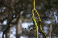Clear-cut