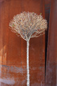 Spring rust