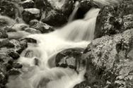 Gavial in the flow