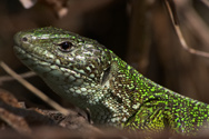 The lint on the lizard's head