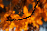 Going down in flames