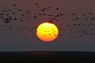 Off into the sunset