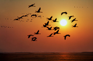 Off into the sunset II.