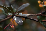 The wrong season