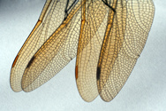 Delicate