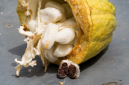 Cocoa