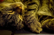 Naptop