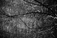 Austere