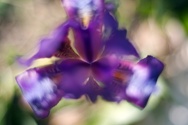 Flower power