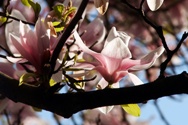 Flowerbird