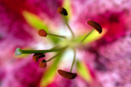 Lilly