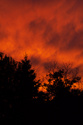 Forest fire