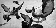 Black people don't fly