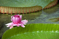 Hot peace