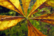 Geometry of chance