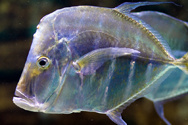 Like fish in the sea