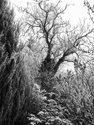 White after all