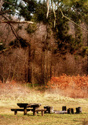 A winter autumn walk