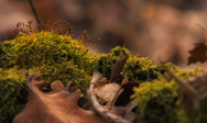 Micro in macro