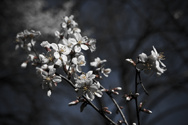 Customary spring flowers