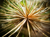 The obligatory dandelion shot