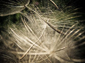 Dandelion 2: the aftermath