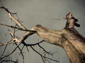Dying tree