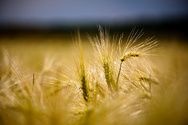 Fields of gold