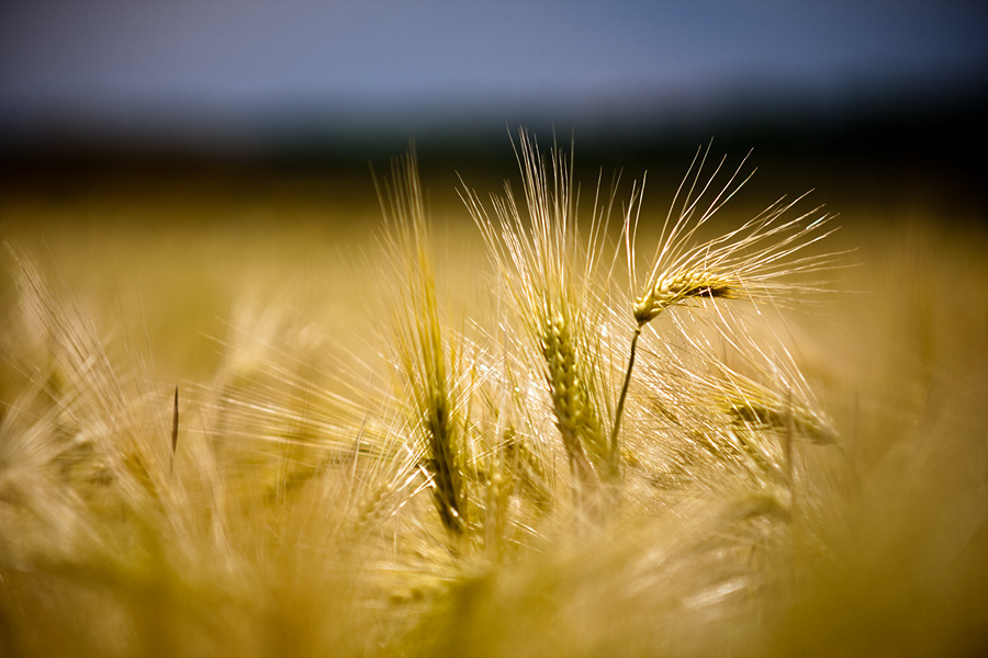 Fields of gold