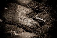 Walking in your footsteps