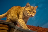 Gentle Giant, Dame of the Roof