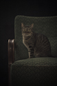 The lighting setup assistant, 2.