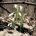 Holnapra / For tomorrow