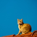 Vantage point
