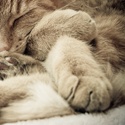 Slumber